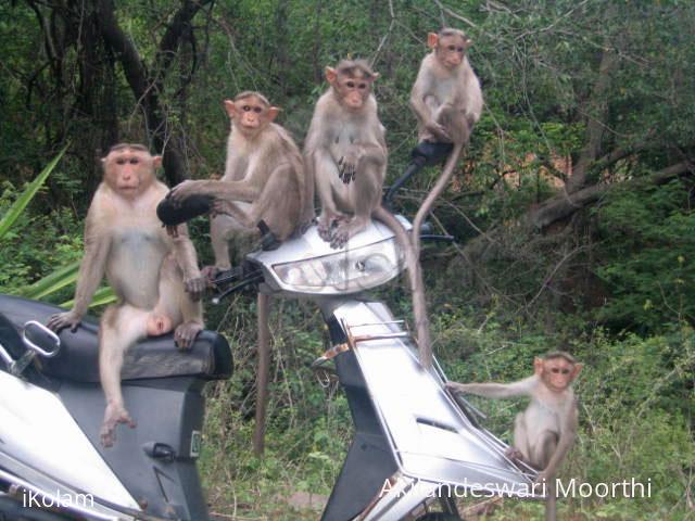 Just monkeying around! - akimonkey.jpg