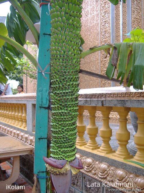Banana bunch from Cambodia - bana.jpg