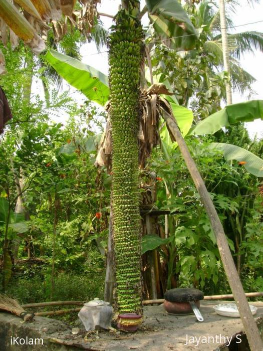 Kerala Banana na na na na na  - banana.jpg