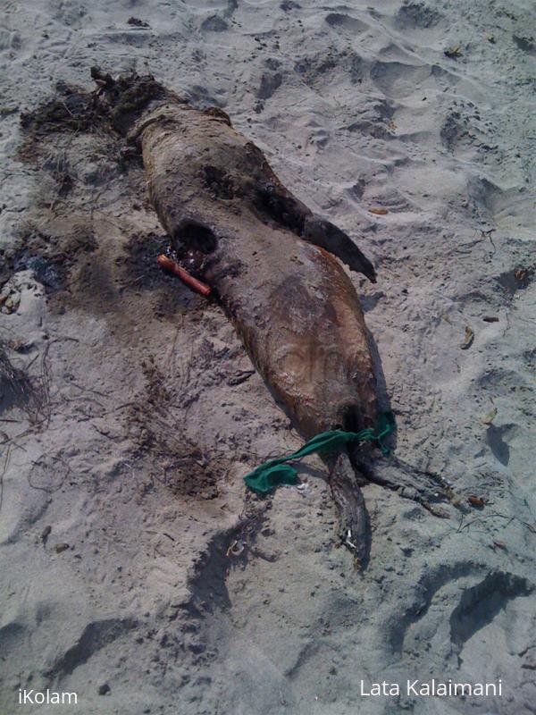 A dead seal -  also a part of nature [Warning: gruesome] - cafe_seal.jpg