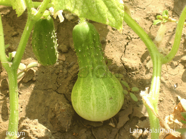 More vegetables from our garden - cucumber.gif