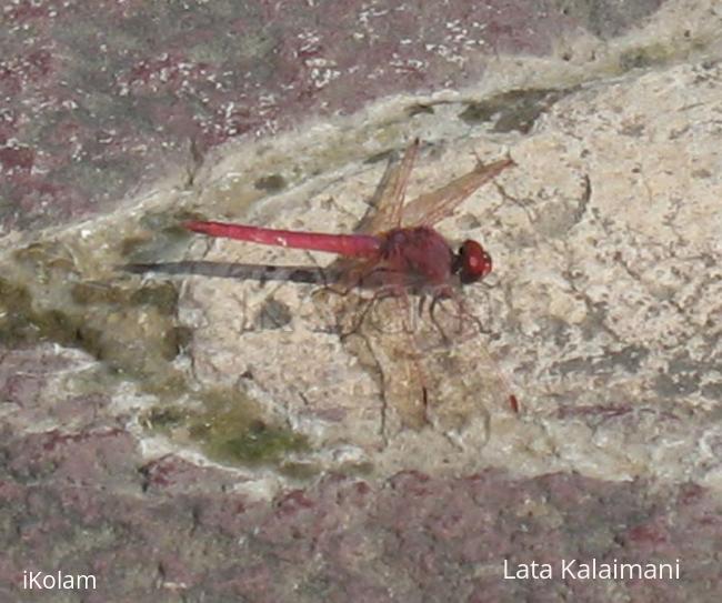 Dragonflies - fly1.jpg