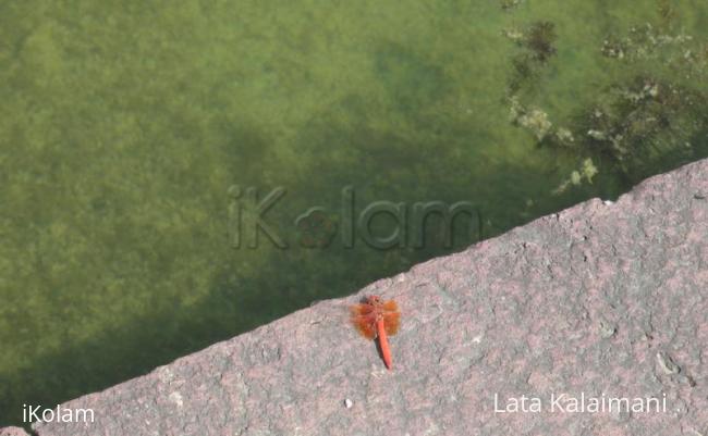 Dragonflies - fly_orange.jpg