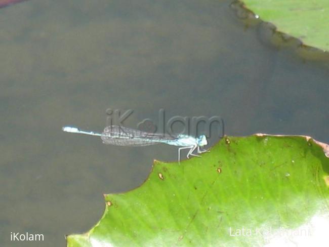 Dragonflies - flyb.jpg