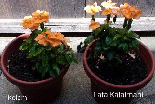 Crossandra - k.jpg