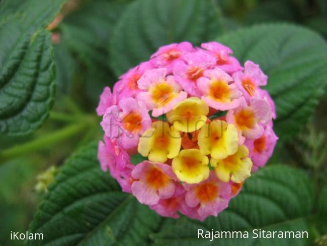 Multicolored flower - lantana.jpg
