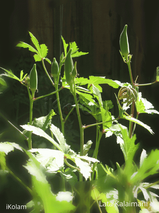 More vegetables from our garden - okhra_full_nice_blur.gif