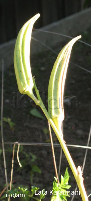 Okhra (Ladies finger) - okra.jpg