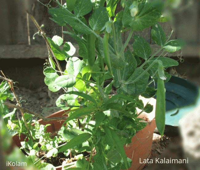 More vegetables from our garden - peas_in_container.gif