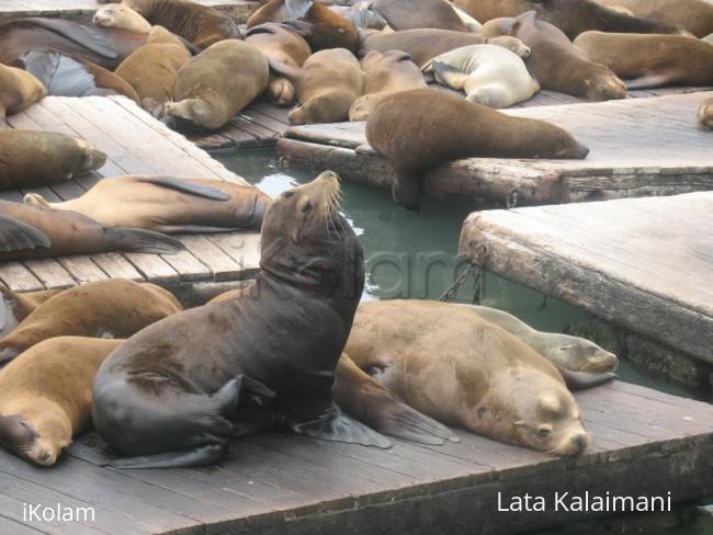 San Francisco - Pier 39 - seal_looking_up.jpg