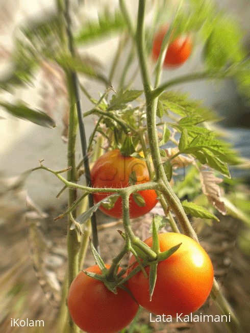 More vegetables from our garden - tomato_ripe_2.gif