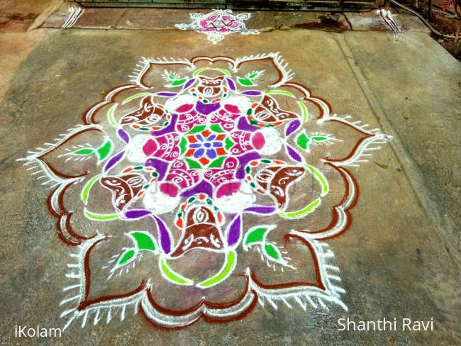 Rangoli: Mattu pongal rangoli 
