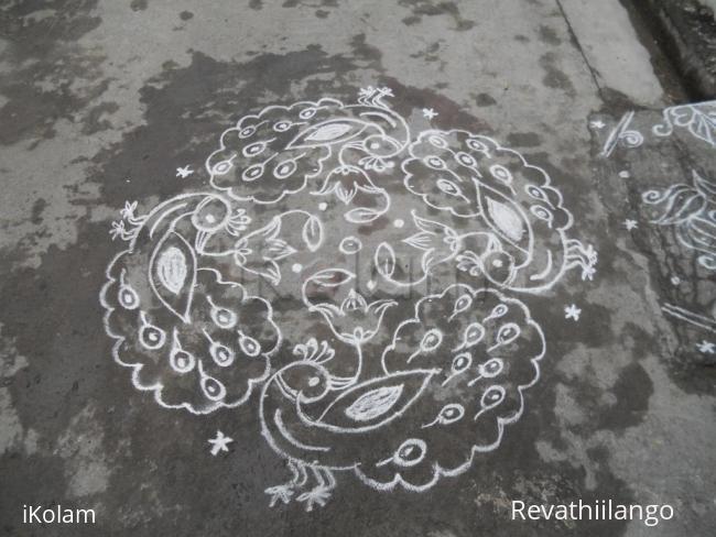 Rangoli: Peacock kolam in white. Rangoli: Peacock kolam in white.