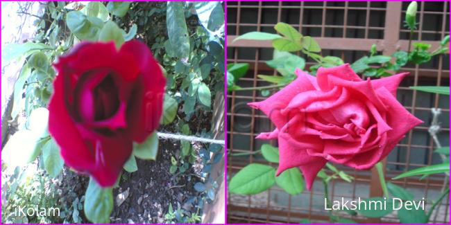 roses in our garden - 123.jpg