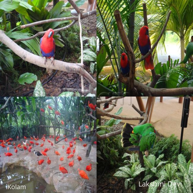 colourful birds - bird2.jpg