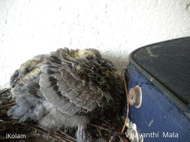 Baby Pigeon - DSCN0240.JPG