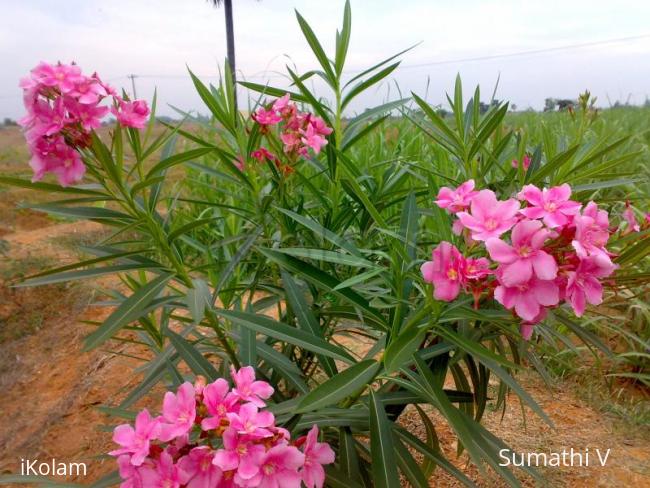 Oleander - 12042009754.jpg