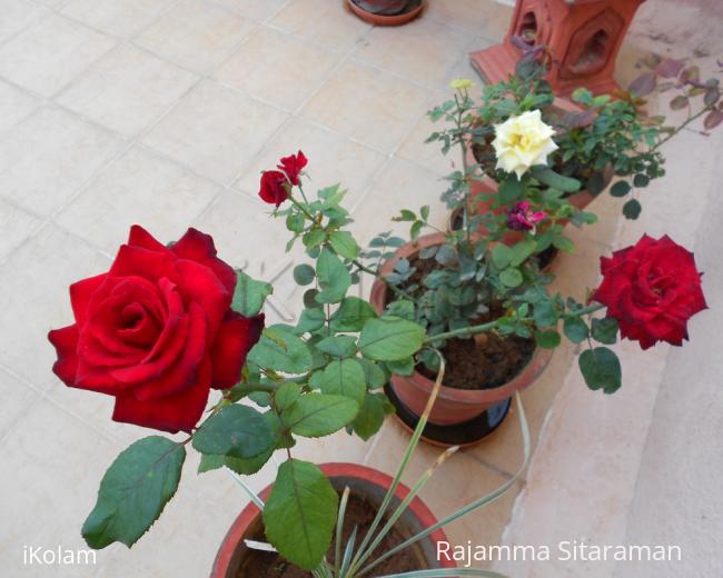 Red roses - DSCN0170_1.jpg