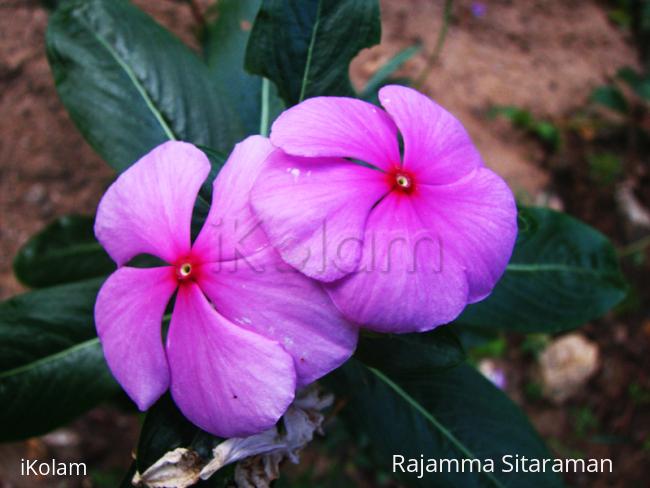 Angry Flowers. - IMG_8439_1.jpg