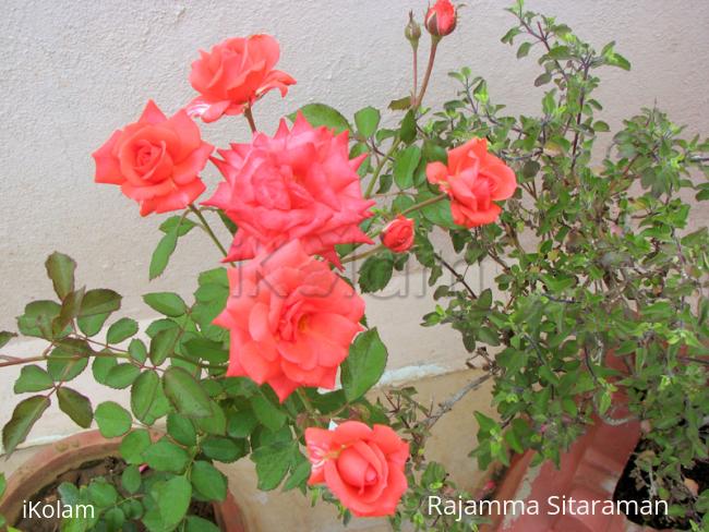 Roses for Aathirai - IMG_9422_1.jpg