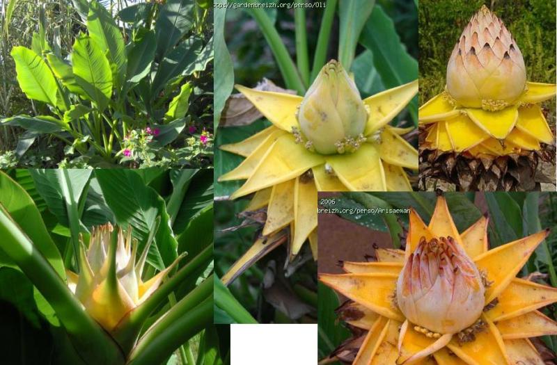 golden lotus - golden lotus.JPG