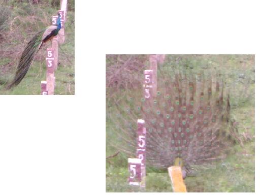 peacock dance - peacock dance.JPG