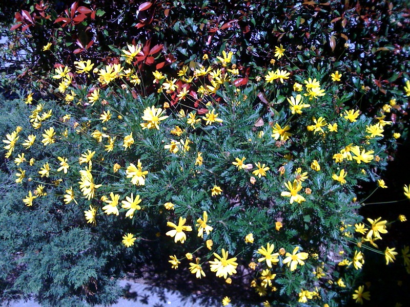Spring is here ... really! - spring-flower.jpg