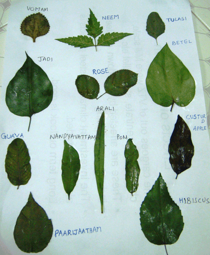 EXAMPLES GIVEN BY SWAMI  - bl.gif